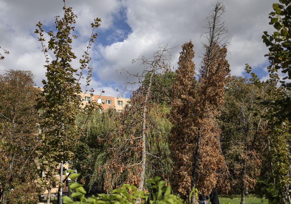 Thuja Project, 2025